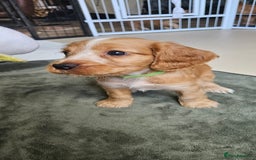 Cocker Spaniel dogs for sale: REDUCED: Last Show Cocker Spaniel Male 💚 - Image 18