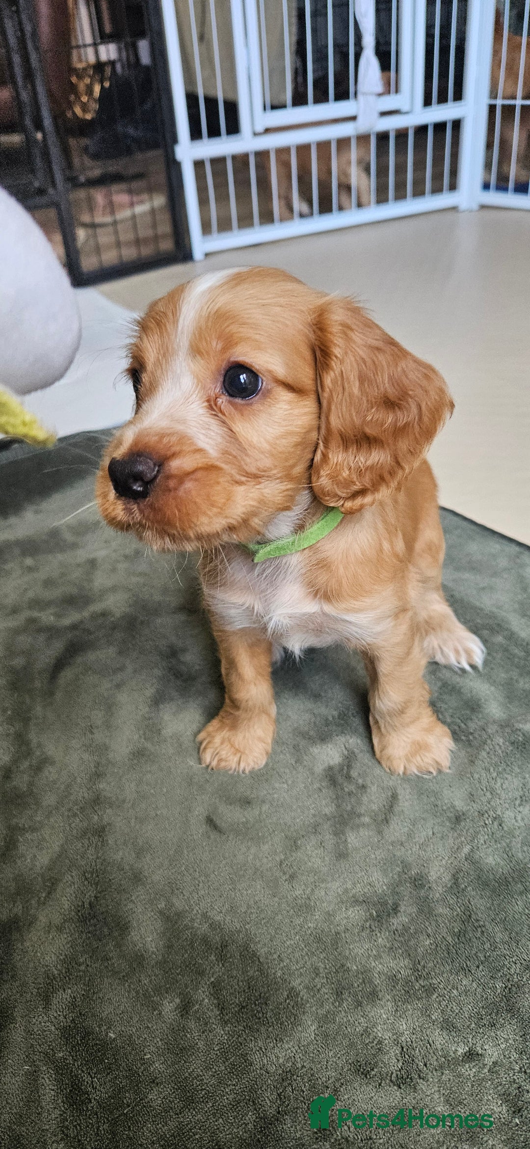 Cocker Spaniel dogs for sale: REDUCED: Last Show Cocker Spaniel Male 💚 - Image 18