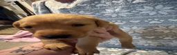 Labrador Retriever dogs for sale: Labrador Pups for Sale in Blairgowrie - Advert 5