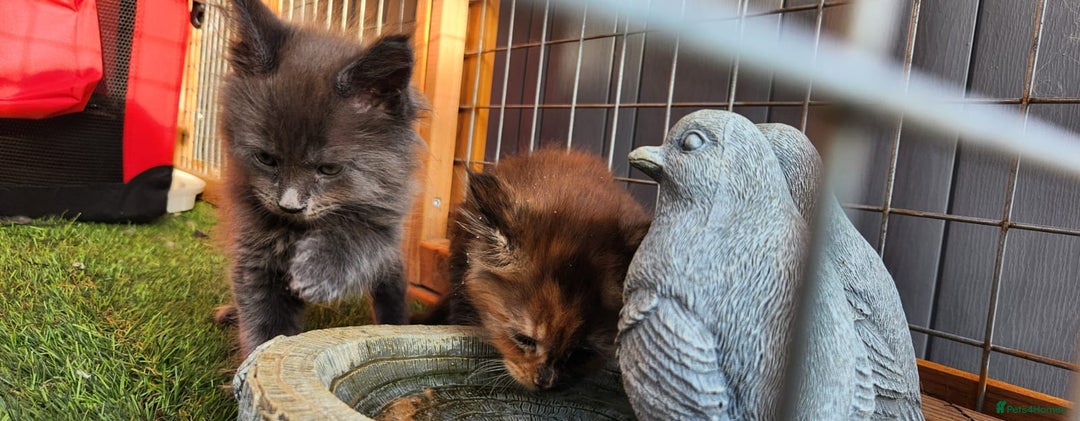 Maine Coon cats for sale: Big maine coon kittens  - Image 17