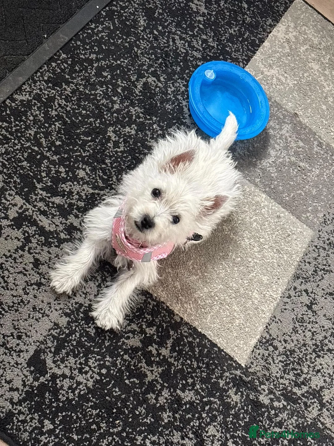 West Highland Terrier dogs for sale: West highland terrior puppy  - Advert 2