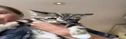 Mixed Breed cats for sale: Stunning maine coon cross kittens ready now - Advert 16