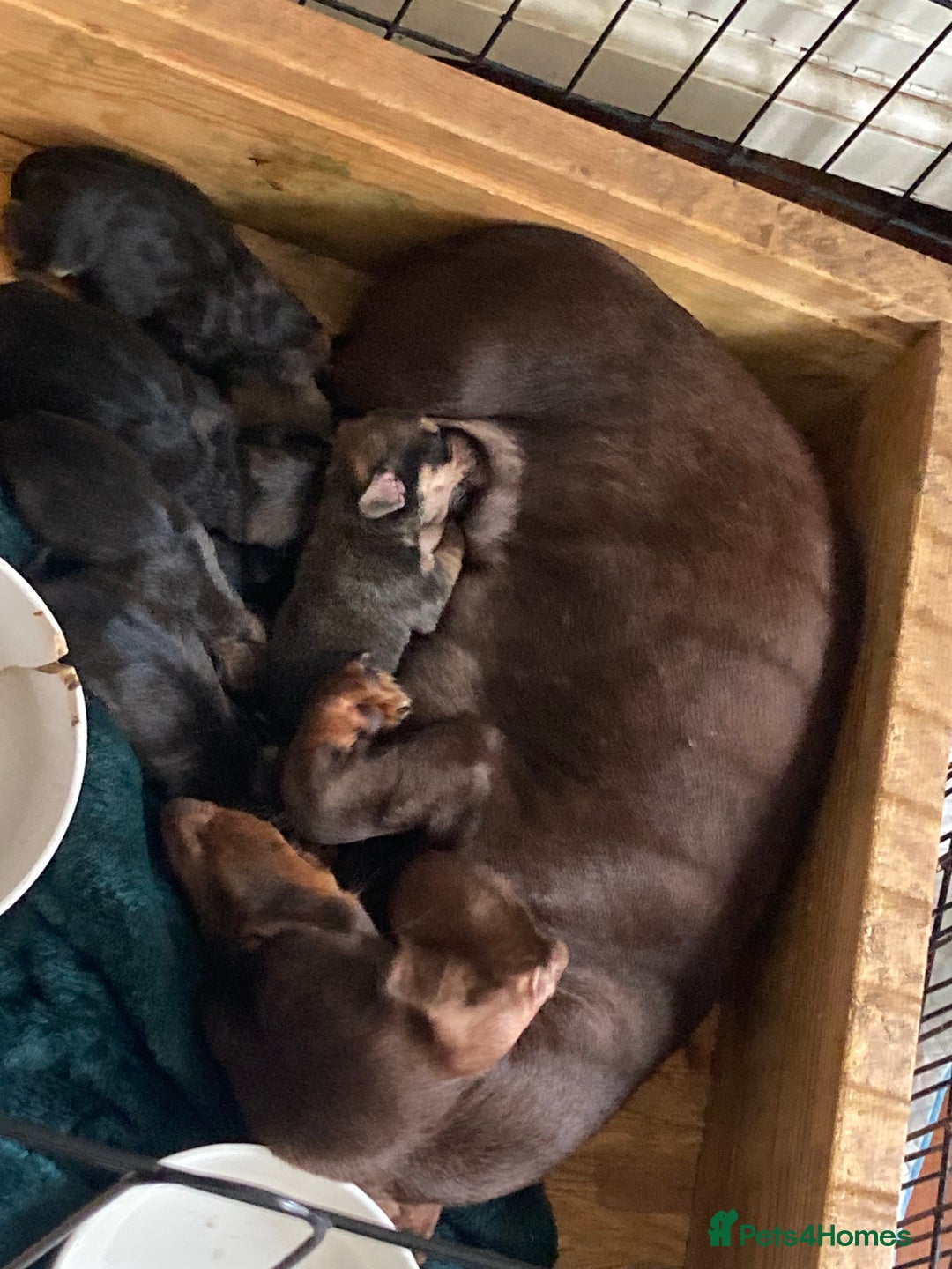 Mixed Breed dogs for sale: Daug puppies - Image 3