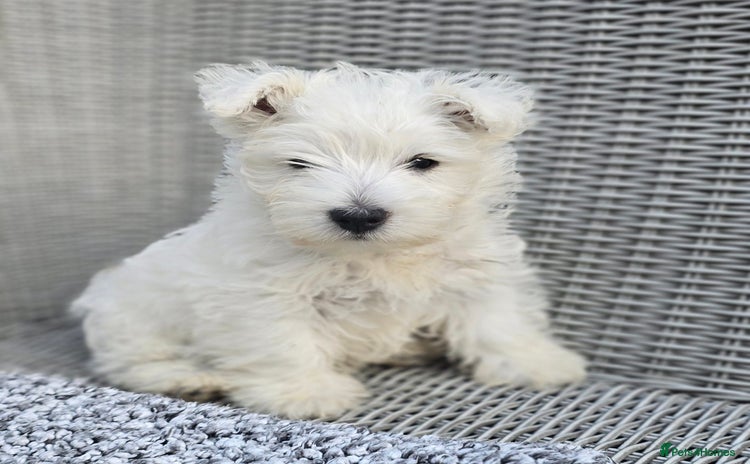 West Highland Terrier dogs - Advert 1