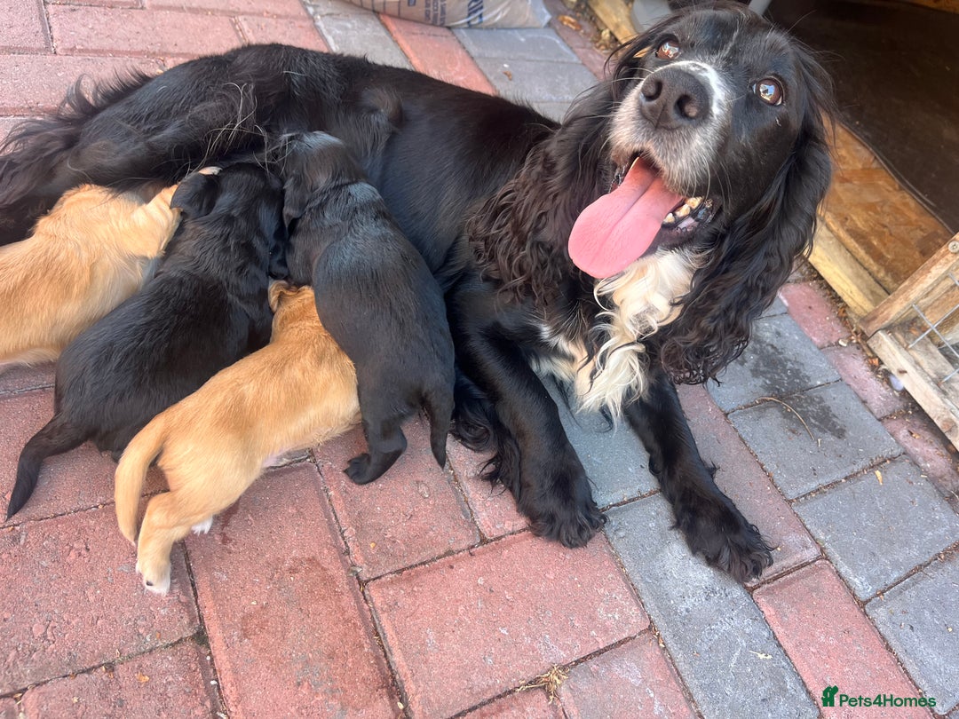 Cocker Spaniel dogs for sale: 4 Adorable working Cocker Spaniel puppies  - Image 6
