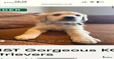 Golden Retriever dogs - Advert 13