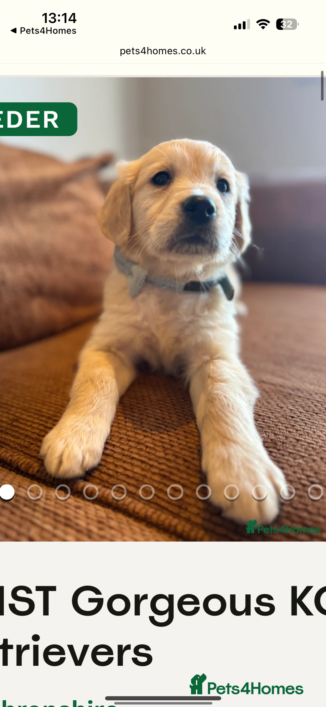 Golden Retriever dogs for sale: QUALITY KC GOLDEN RETRIEVERS  - Image 2