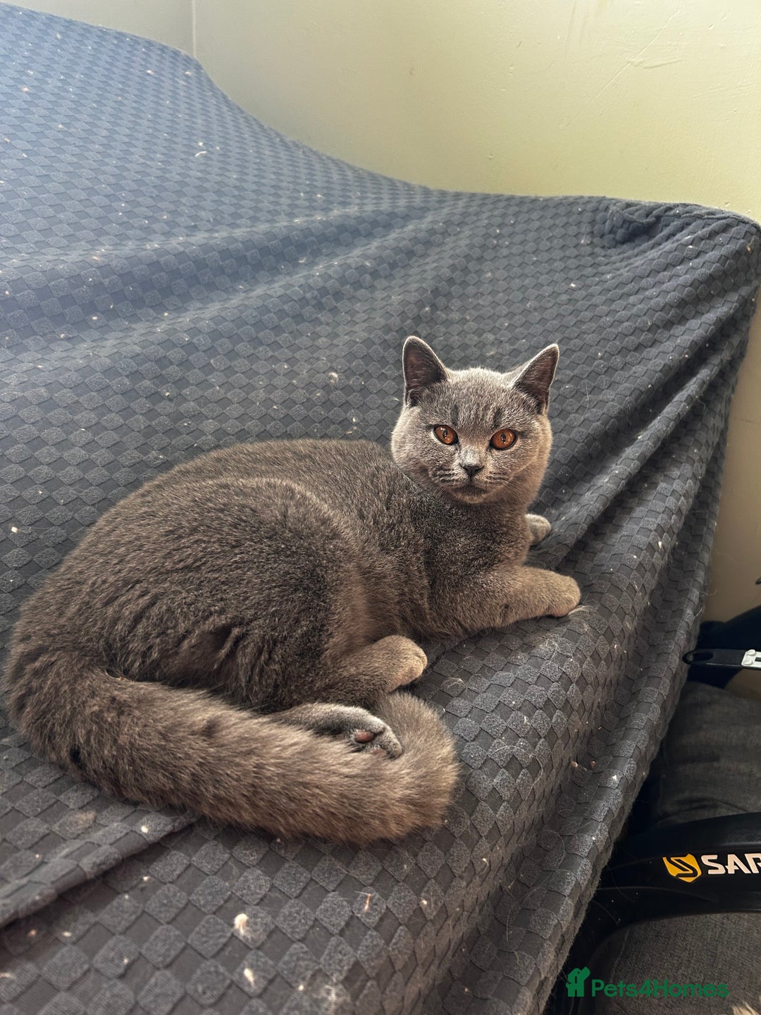British Shorthair cats for sale: British shorthair  - Image 2