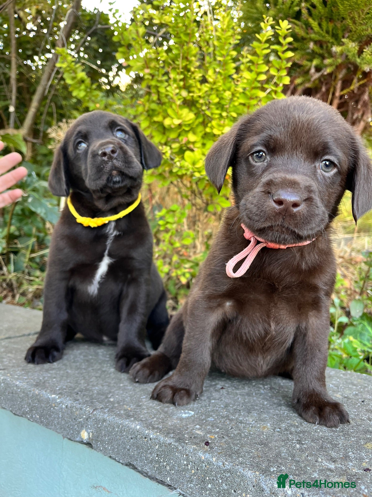 Labrador Retriever dogs Chocolate Labs Extenively health Tested  - Advert 1