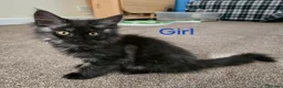 Maine Coon cats for sale: 2 Maine Coon girls. - Advert 7
