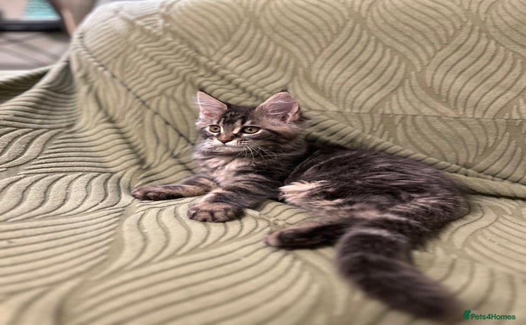 Maine Coon cats - Advert 17