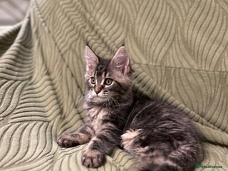 Maine Coon cats - Advert 21