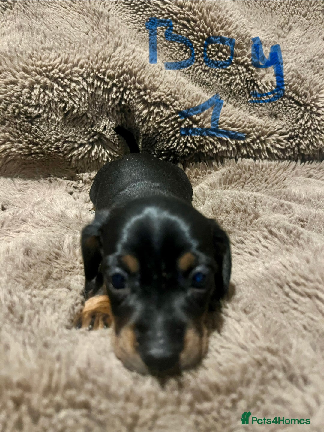 Miniature Dachshund dogs for sale: Miniature dachshund puppies - Advert 3