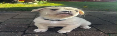 French Bulldog 1