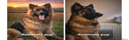 German Shepherd dogs for stud: KC REG FULLY HEALTH TESTED German Shepherd Stud in Macclesfield - Advert 26