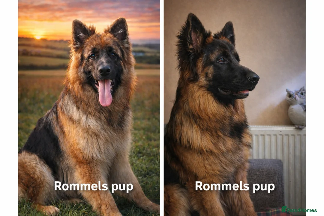 German Shepherd dogs for stud: KC REG FULLY HEALTH TESTED German Shepherd Stud in Macclesfield - Advert 26