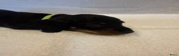 Miniature Dachshund dogs for sale: Miniature Dachshund Puppies - Advert 16