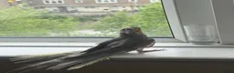 Mixed Breed birds for sale: Baby Cocatiel birds and budgies - Advert 23