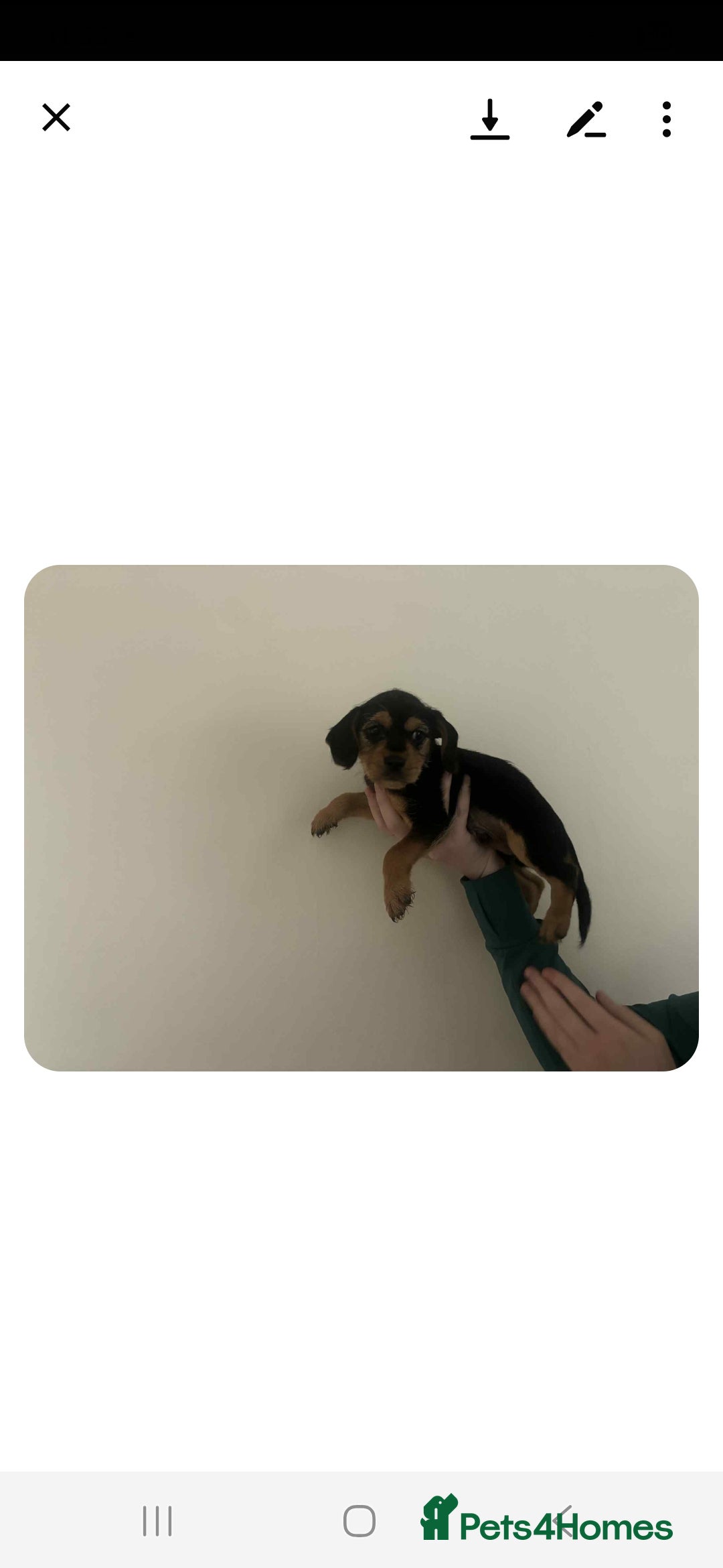 Mixed Breed dogs for sale: Lovely cocker spaniel x - Image 5