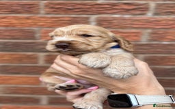 Cocker Spaniel dogs for sale: KC Reg Show Cocker Rizi Bizi bloodline Puppies - Image 15
