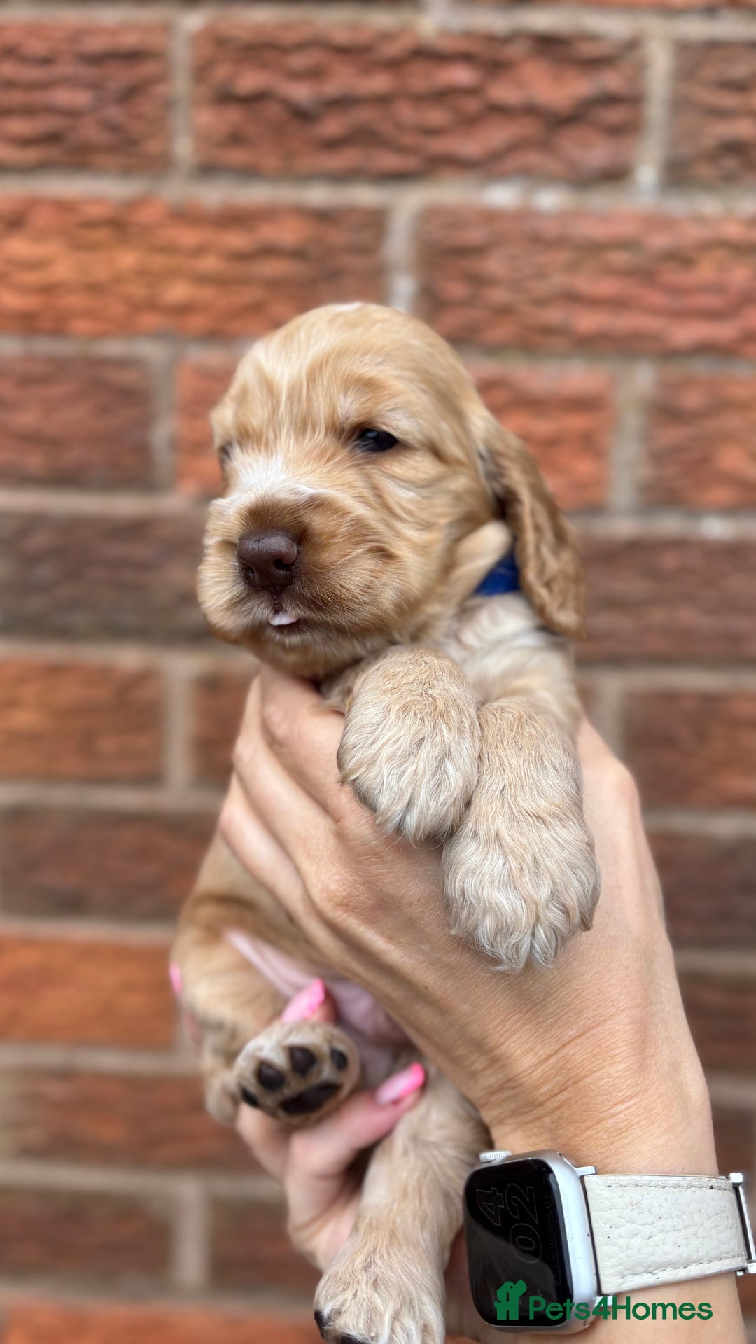 Cocker Spaniel dogs for sale: KC Reg Show Cocker Rizi Bizi bloodline Puppies - Image 15