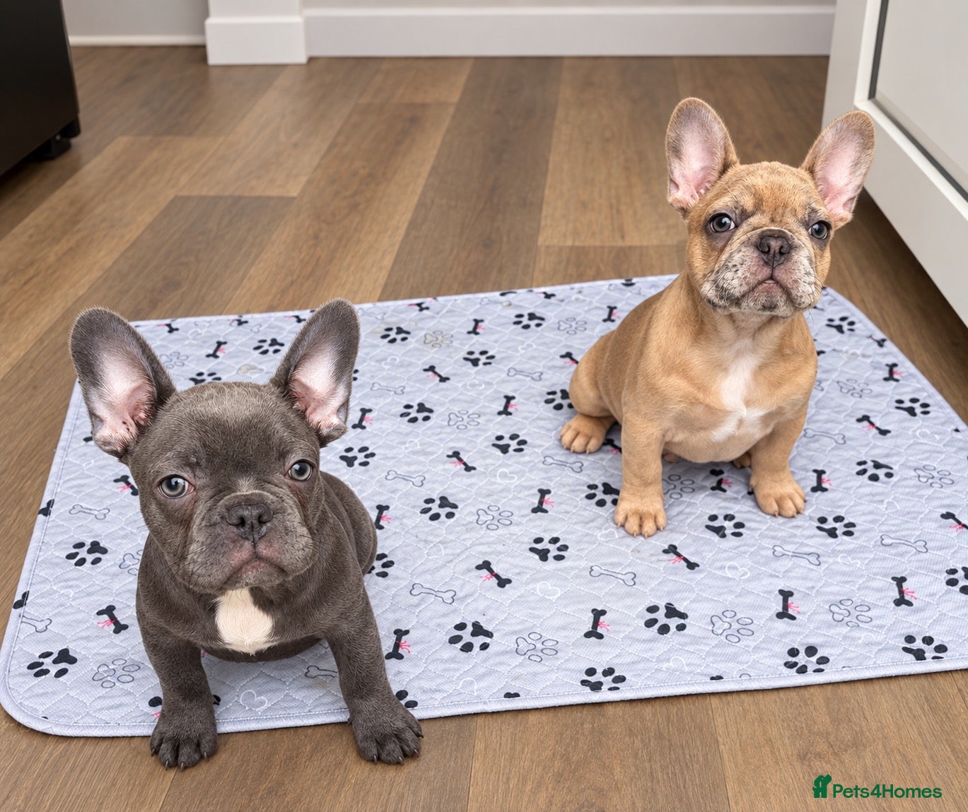 French Bulldog dogs Ready to go! 3 frenchie puppies left - Advert 18