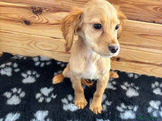 Cocker Spaniel dogs - Advert 19