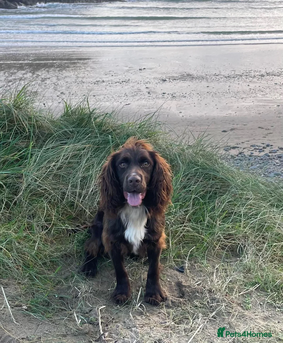 Sprocker dogs for sale: BEAUTIFUL LITTER OF SPROCKER PUPS Springer/Cocker in Kilgetty - Advert 3