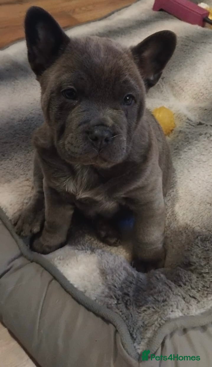 Chow Chow dogs French chows  - Advert 2