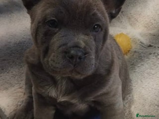 Chow Chow dogs French chows - Advert 5