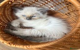 Ragdoll cats for sale: Ragdoll kittens ready the 15th September - Image 4