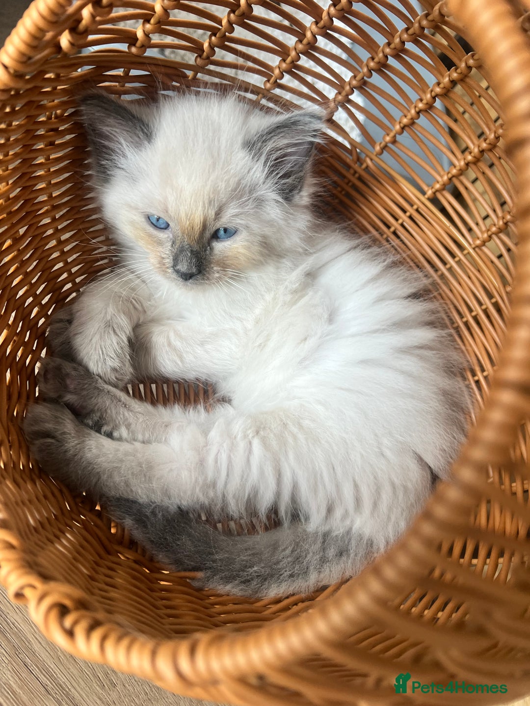 Ragdoll cats for sale: Ragdoll kittens ready the 15th September - Image 4