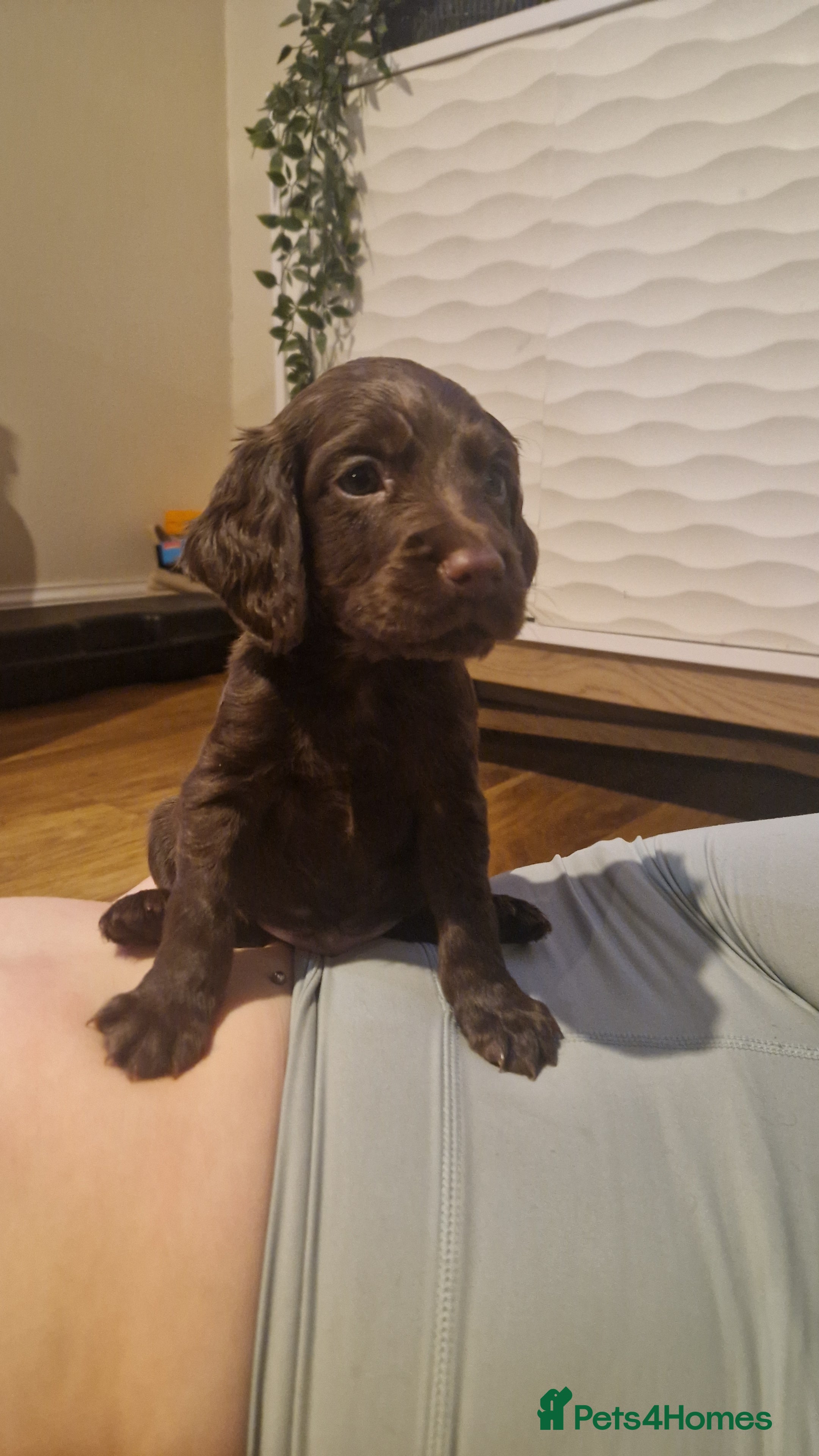 Cocker Spaniel dogs Working coker spaniel puppies - Advert 11