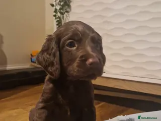 Cocker Spaniel dogs Working coker spaniel puppies - Advert 11