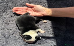 Australian Shepherd dogs for sale: KC registered Australian Shepard puppies - Image 17