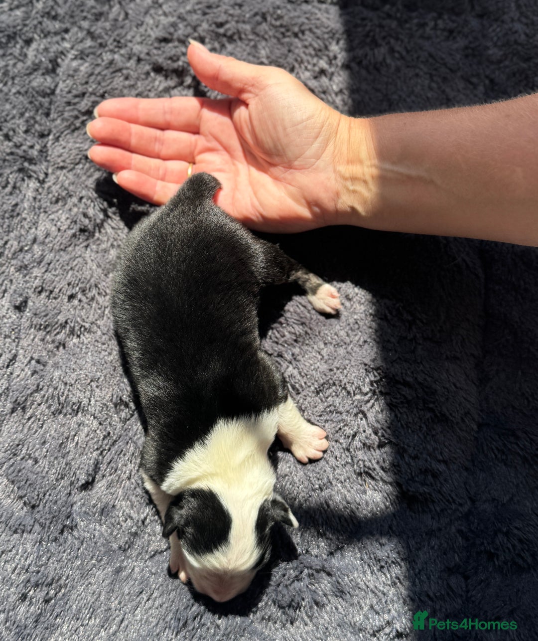 Australian Shepherd dogs for sale: KC registered Australian Shepard puppies - Image 17