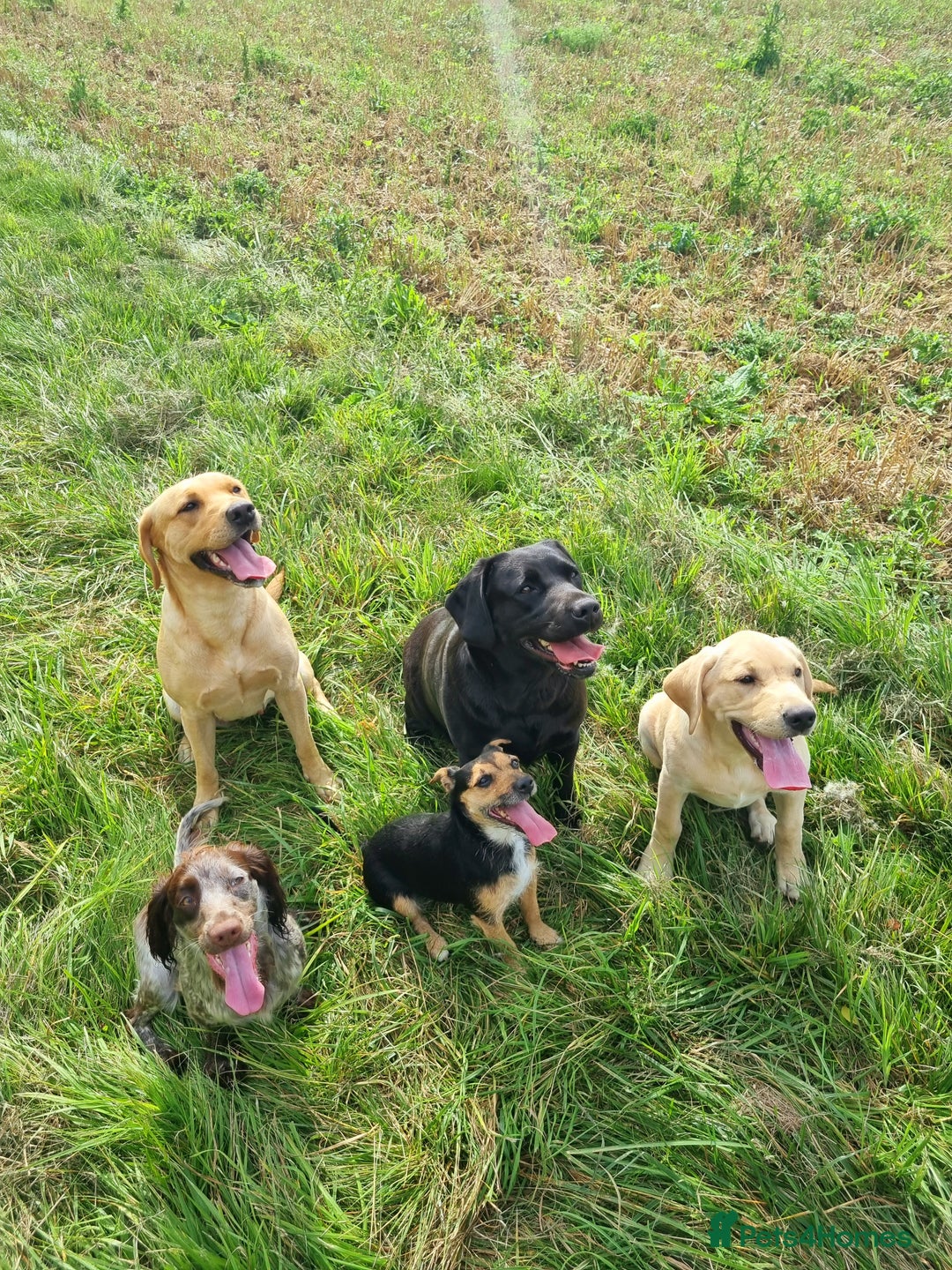 Labrador Retriever dogs for sale: 🐾 Labrador Puppies – Ready Early January 🐾 - Advert 36