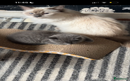 British Shorthair cats for sale: 2 british shorthair and ragdoll mix for sale!  - Image 9
