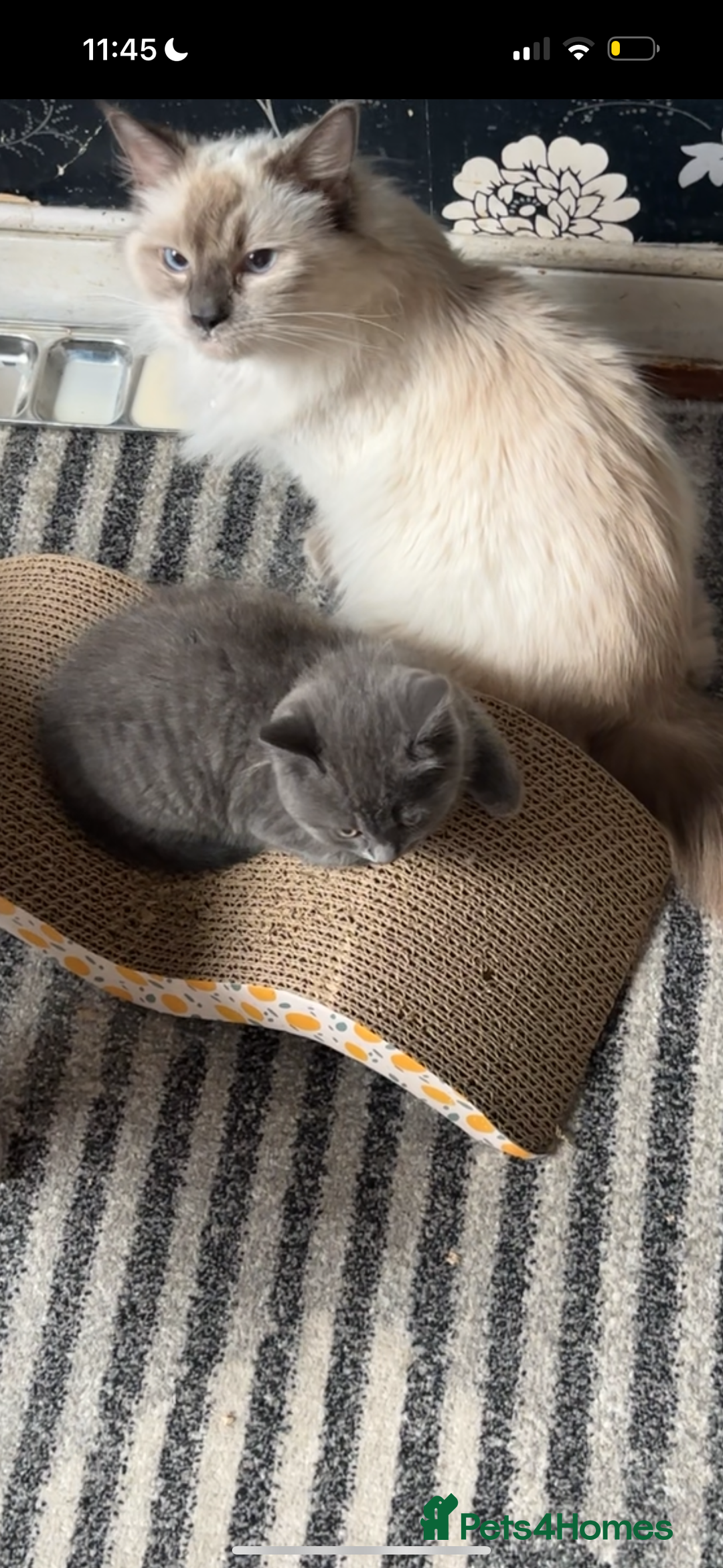 British Shorthair cats for sale: 2 british shorthair and ragdoll mix for sale!  - Image 9