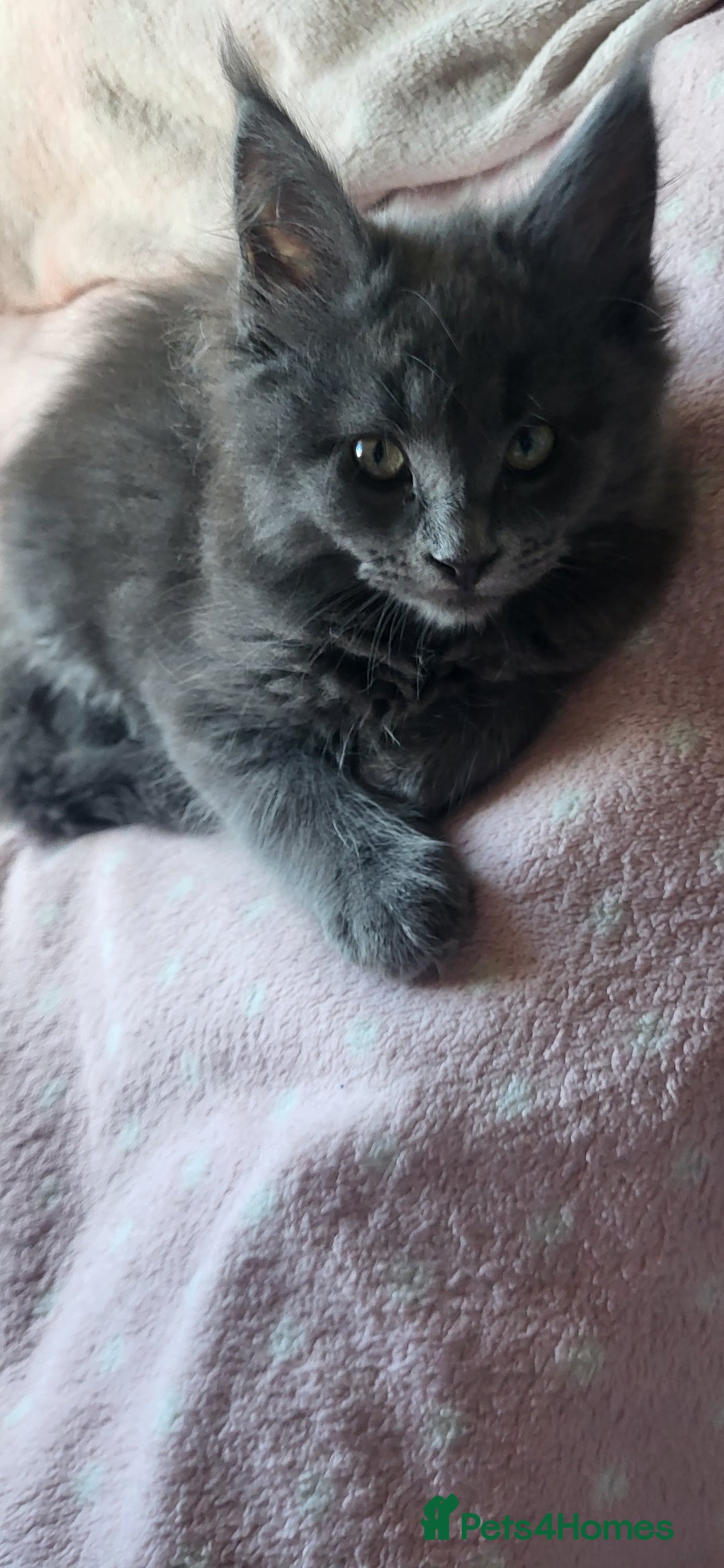 Maine Coon cats for sale: 5 beautiful maine coon ready to go - Advert 9