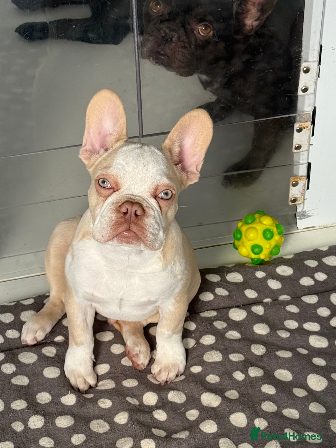 French Bulldog dogs for sale: Hikema X Cheeko (French bulldogs) - Advert 10