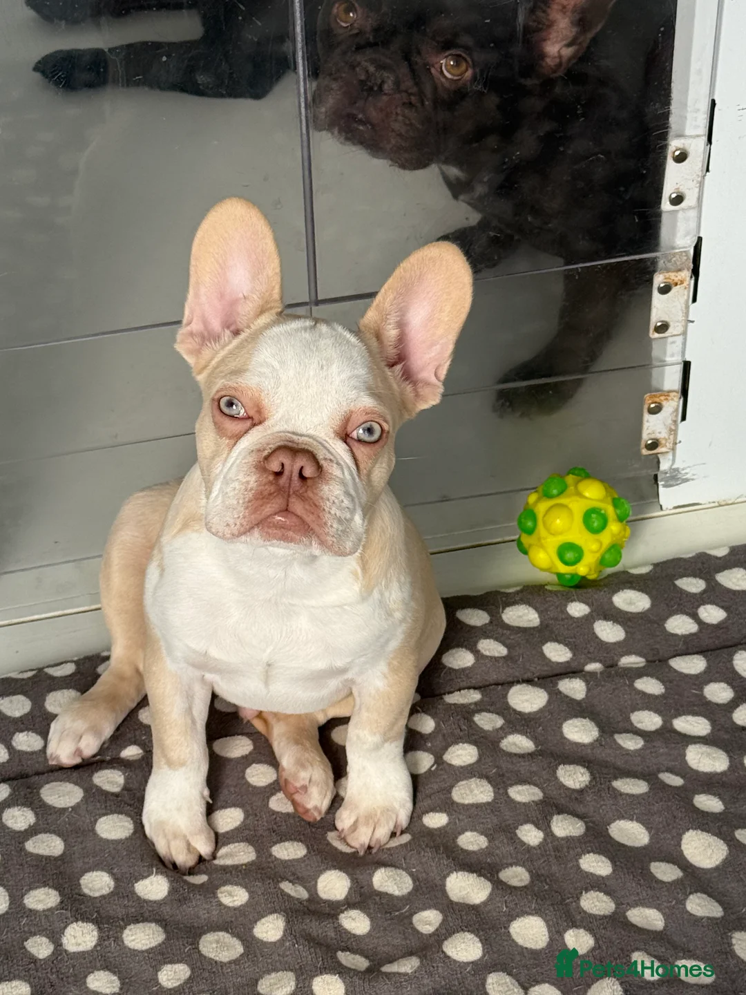 French Bulldog dogs for sale: Hikema X Cheeko (French bulldogs) - Advert 10