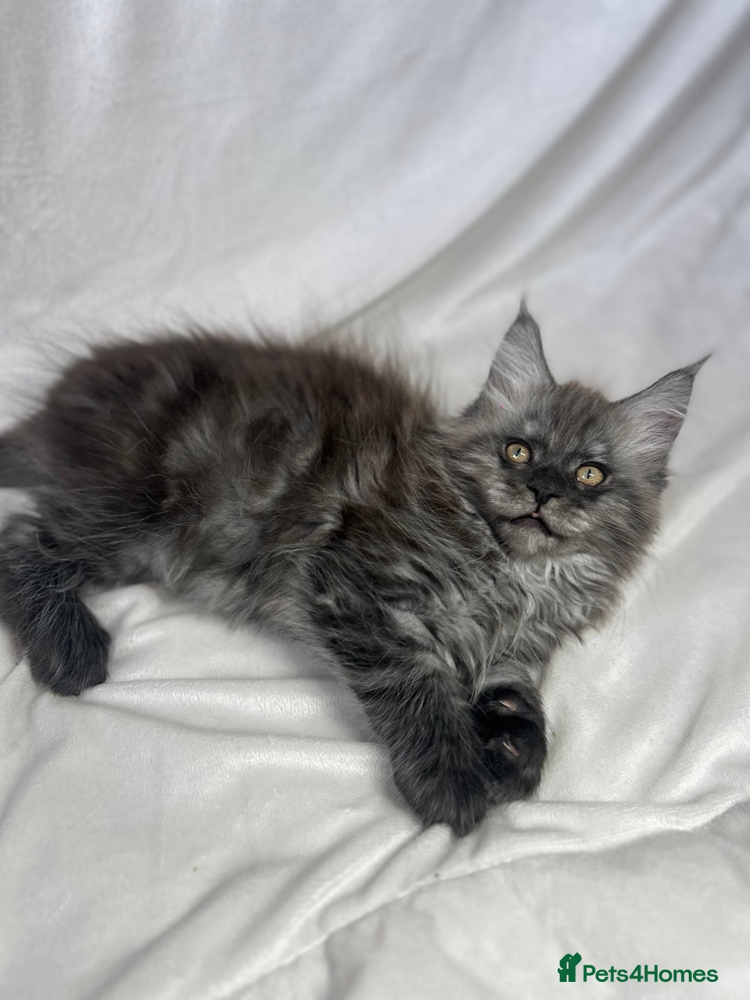 Maine Coon cats for sale: TICA REGISTERD MAINCOON KITTEN’S ⭐️ - Image 12