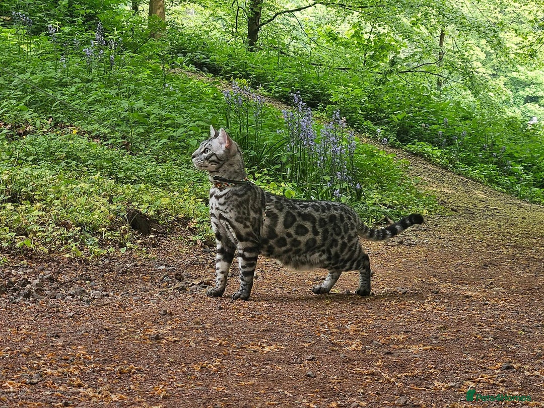 Bengal cats for sale: Sensational Silver Bengal boy requires new family  - Image 3