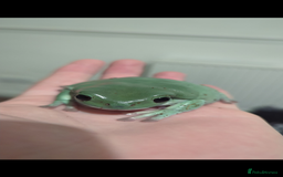 Frog reptiles for sale: Tree Frog & full setup - Image 4
