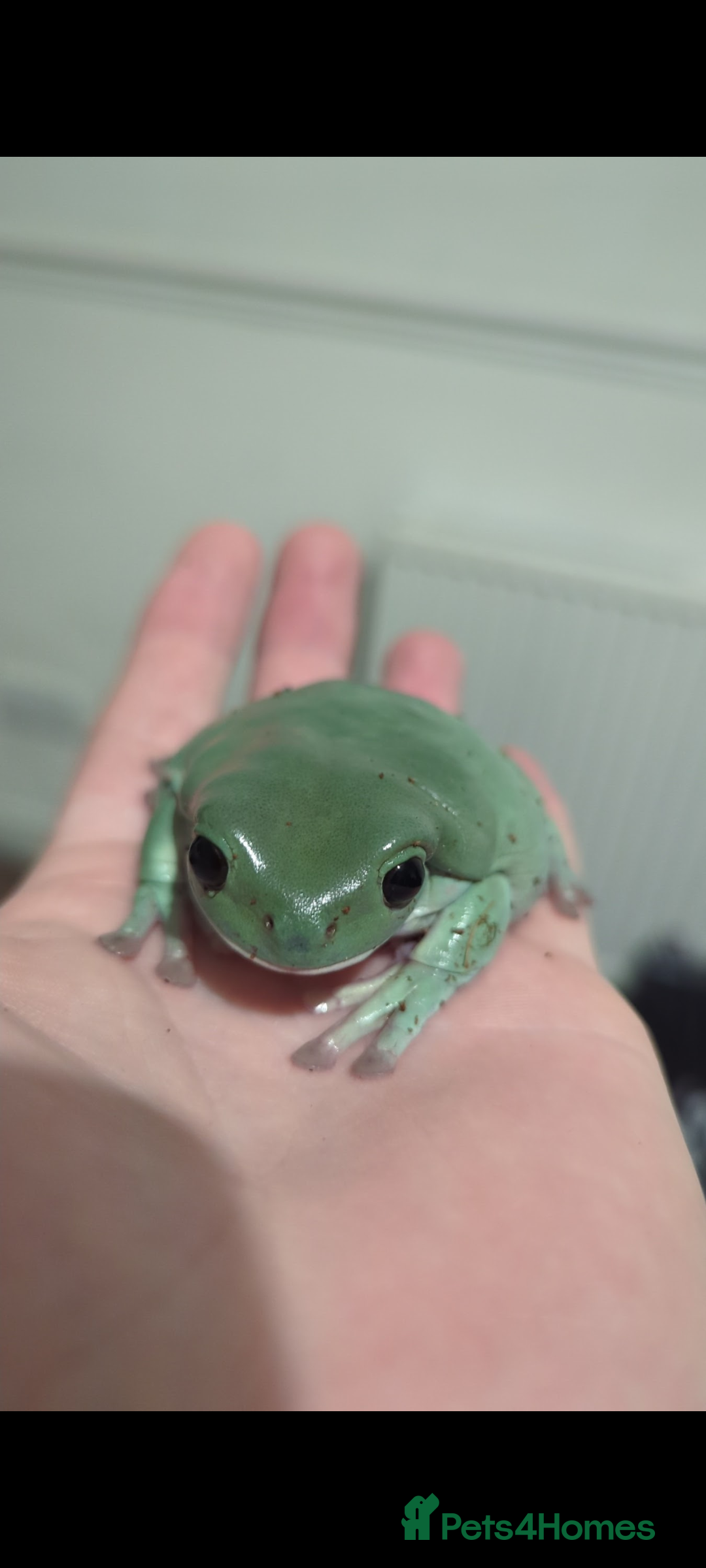 Frog reptiles for sale: Tree Frog & full setup - Image 4
