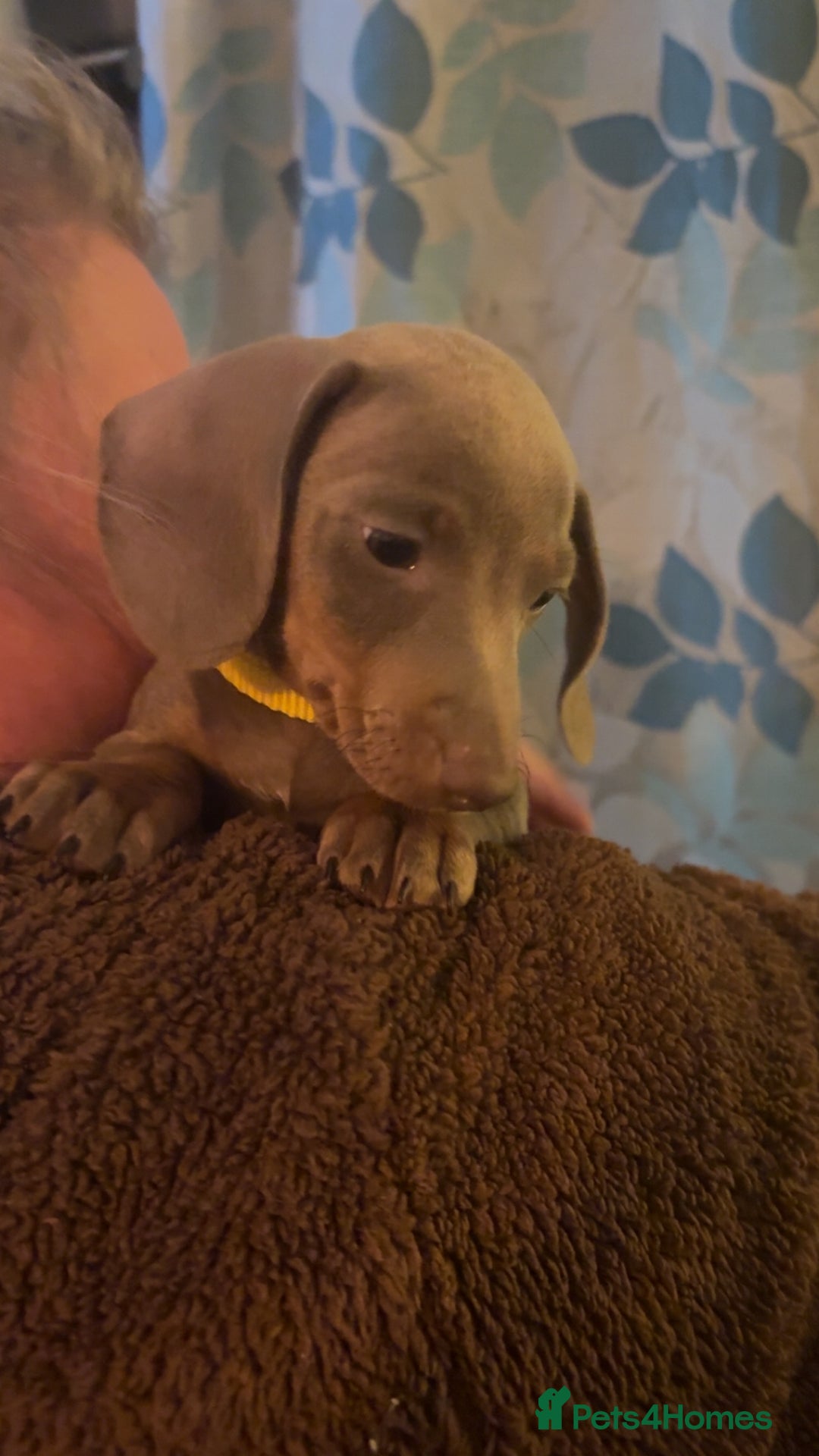 Miniature Dachshund dogs for sale: ISABELLA AND TAN MINIATURE DACHSHUND PUPPIES  - Advert 16