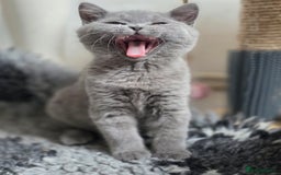 British Shorthair cats for sale: READY 1 boy Pedigree British shorthair  - Image 16