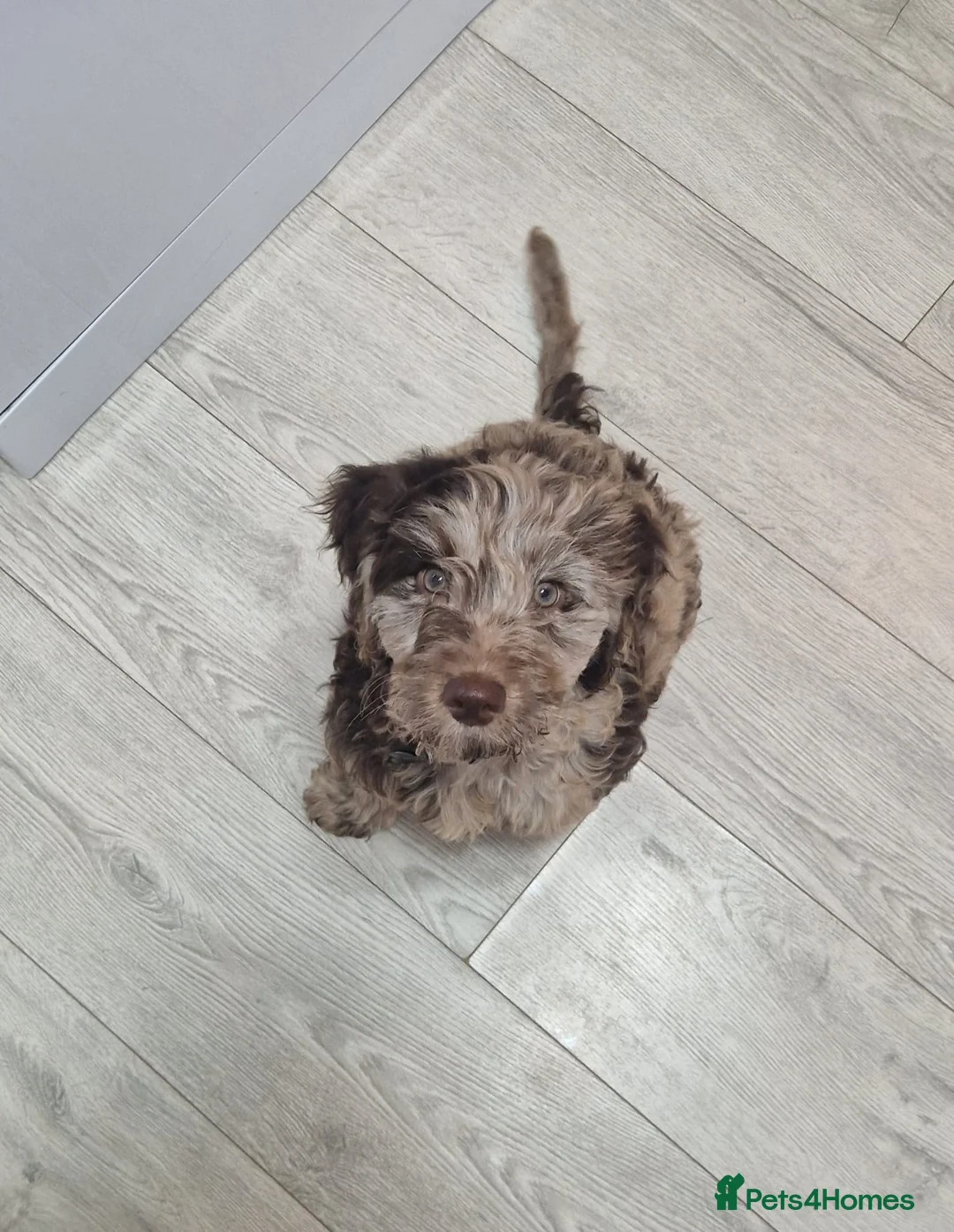 Cockapoo dogs for sale: Male Merle F1 Miniature Cockerpoo in Tipton - Advert 2