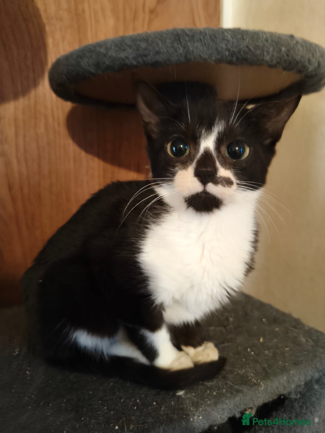 Mixed Breed cats for sale: KITTENS FOR SALE - Advert 3